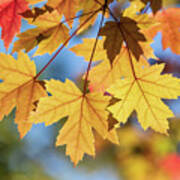 Yellow Fall Leaves Poster
