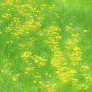 Yellow Flowers Green Grass Fx 503 Poster