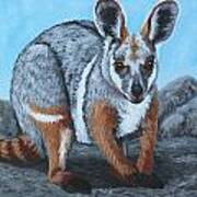 Yellow-footed Rock Wallaby Poster