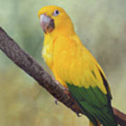Yellow Green Parrot Bird 82 Poster