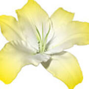Yellow Lily Flower Best For Shirts And Bags Poster