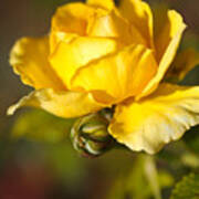 Yellow Rose Hugging Bud Poster