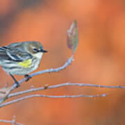 Yellow Rumped Warbler At Patsy Pond Poster
