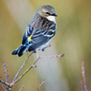 Yellow Rumped Warbler At Patsy Pond In The Croatan National Forest Poster