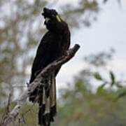 Yellow-tailed Black Cockatoo Perched Poster