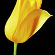 Yellow Tulip Poster