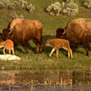 Yellowstone Bison Red Dog Season Poster