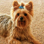 Yorkie With Blue Bow Poster
