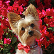 Yorkie With Red Flowers Poster