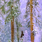 Yosemite Winter Raven Poster