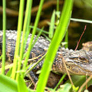 Young Alligator In The Grass Poster