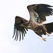 Young Bald Eagle Takes Flight Poster