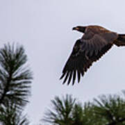 Young Eagle In Flight Poster