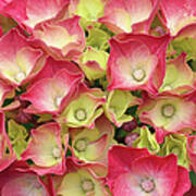 Young French Hydrangea Poster