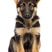 Young German Shepherd - Cute Pet Portrait On White Background Poster