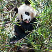Young Panda Sitting In Grass Poster