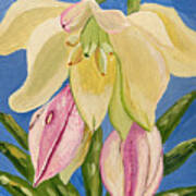 Yucca Flower Poster