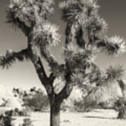 Yucca In Bw Poster
