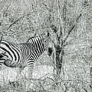 Zebra In The Bush Poster