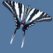 Zebra Swallowtail Butterfly Poster