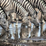 Zebras At Chudob Waterhole Poster