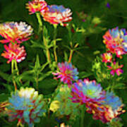 Zinnias In Afternoon Light Poster