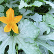 Zucchini Flower. The Victory Garden Collection. Poster
