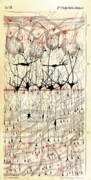 Golgi Olfactory Bulb Of Dog Art Print