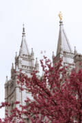 Spring At The Temple Art Print