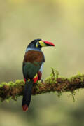 Grey-breasted Mountain Toucan Perched On Mossy Branch In Art Print