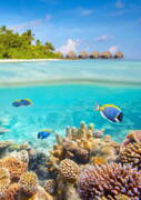 Tropical Reef and Island View Art Print