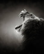 Lion Displaying Dangerous Teeth Art Print