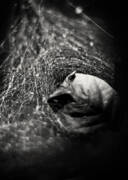 Caught In Your Web Art Print