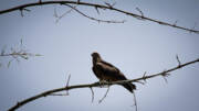 Black Kite Art Print