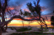 Beach Tree Sunset View Art Print