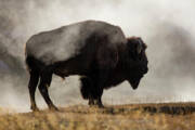 Bison in Misty Landscape Art Print