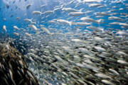 Vibrant School of Fish Art Print