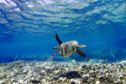 Turtle Swimming Underwater Art Print