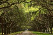 Pathway Through Oak Trees Art Print