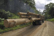 Truck With Timber From A Logging Area #1 Art Print Truck With Timber From A Logging Area #1 Art Print