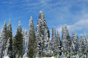 Snowy Pines At Mount Rainier Art Print