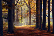 Sunlit Autumn Forest Path Art Print