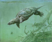 Common Snapping Turtle Art Print