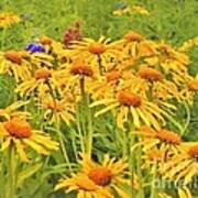 Field Of Fall Flowers Art Print