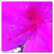 🐜🌸 Little Bug 😁 #flower Art Print