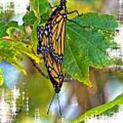 Monarch Butterflies Coupled In Their Mating Ritual Art Print