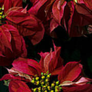 Red Poinsettias Flowers Art Print