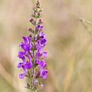 01 Meadow Clary Wild Flower Art Print