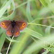 03 Woodland Ringlet Butterfly Art Print