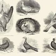 1868 Darwin Pigeon Breeds Illustration Art Print